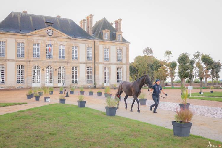 FEI Driving World Championship Le Pin au Haras 2022: Horse Inspection