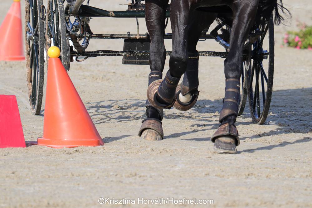 7. Süddeutsches Fahrsportforum 28./29. Januar 2023 in Gernsheim