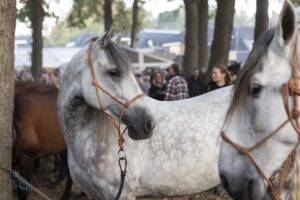 Hele week feest rondom paardenmarkt Zuidlaren