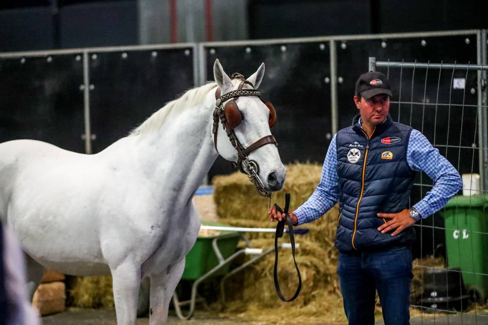 Maastricht 2022: Horse Inspection