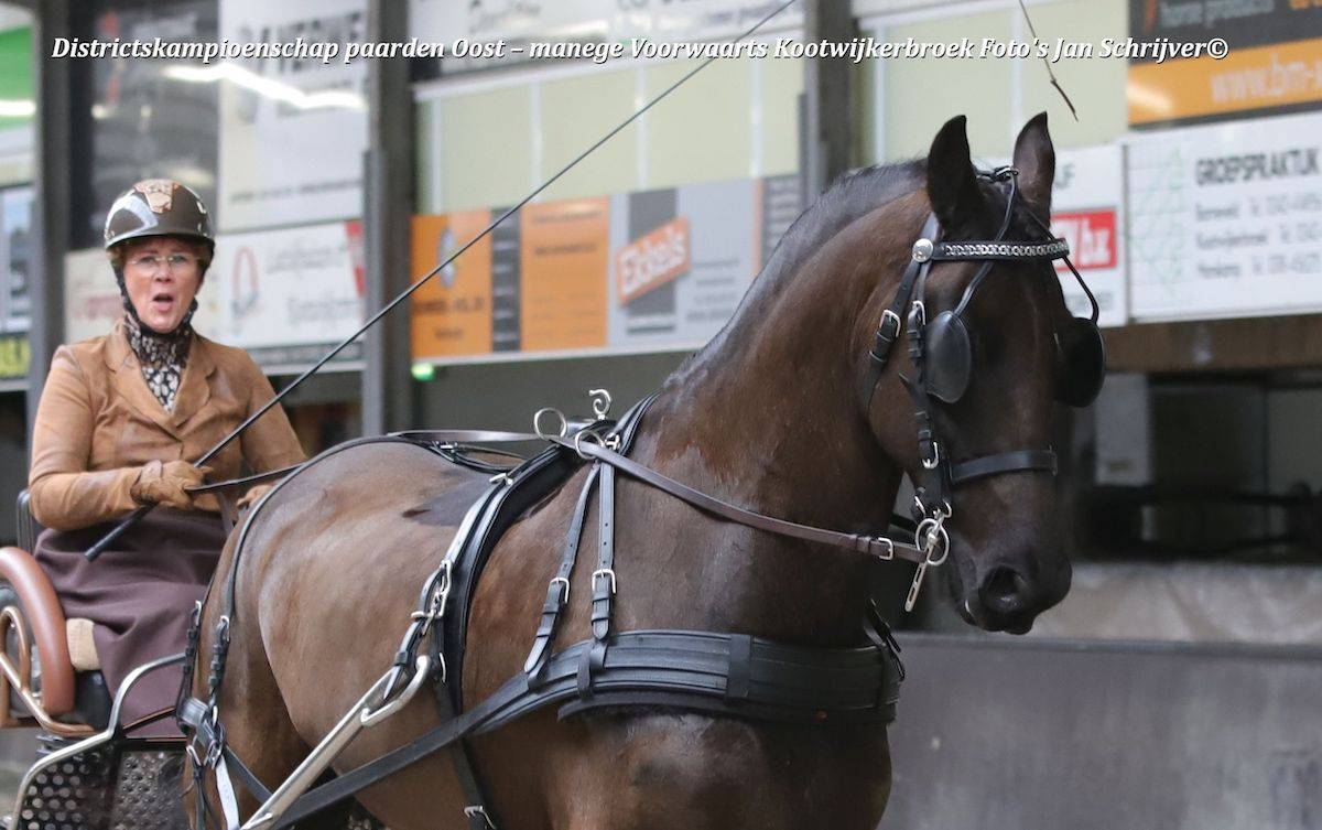 Districtskampioenschap dressuur + vaardigheid paarden Oost – Kootwijkerbroek 2023