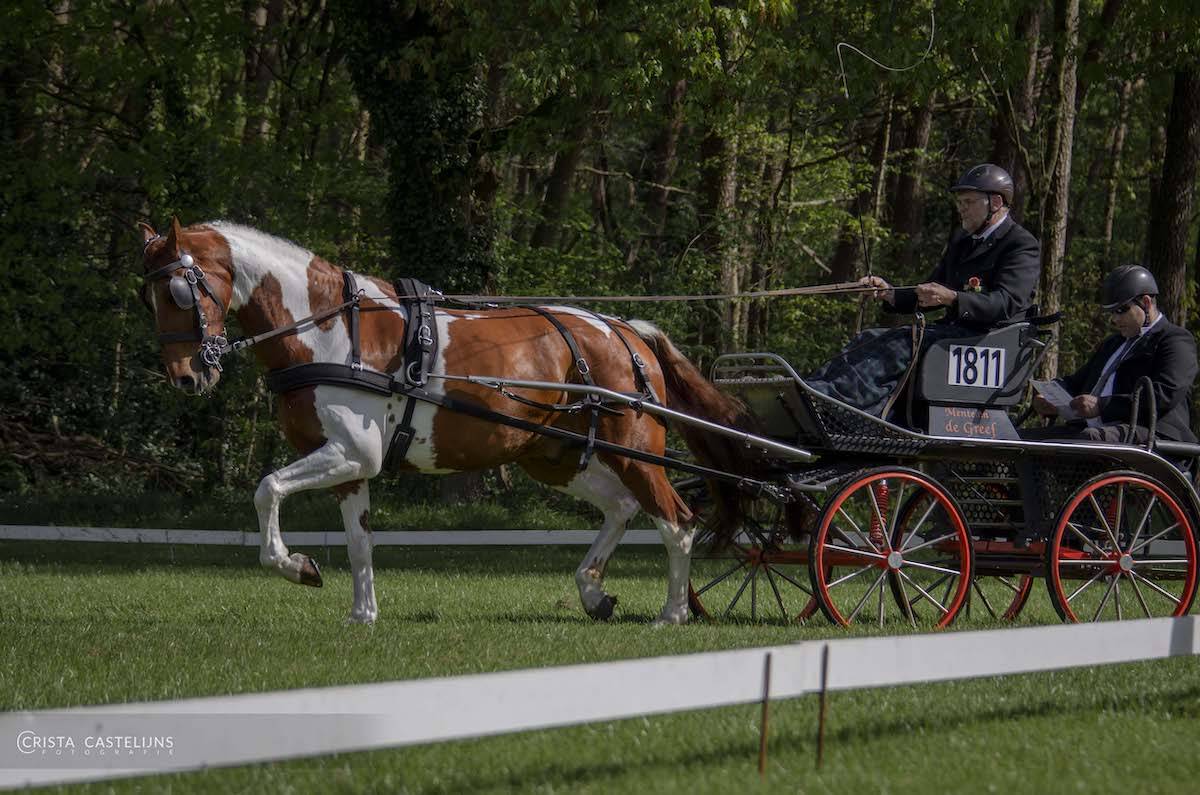 SWM Eersel 2023: Dressuur + vaardigheid