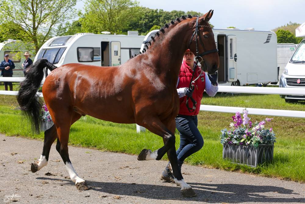 Royal Windsor Horse Show 2023: Horse Inspection