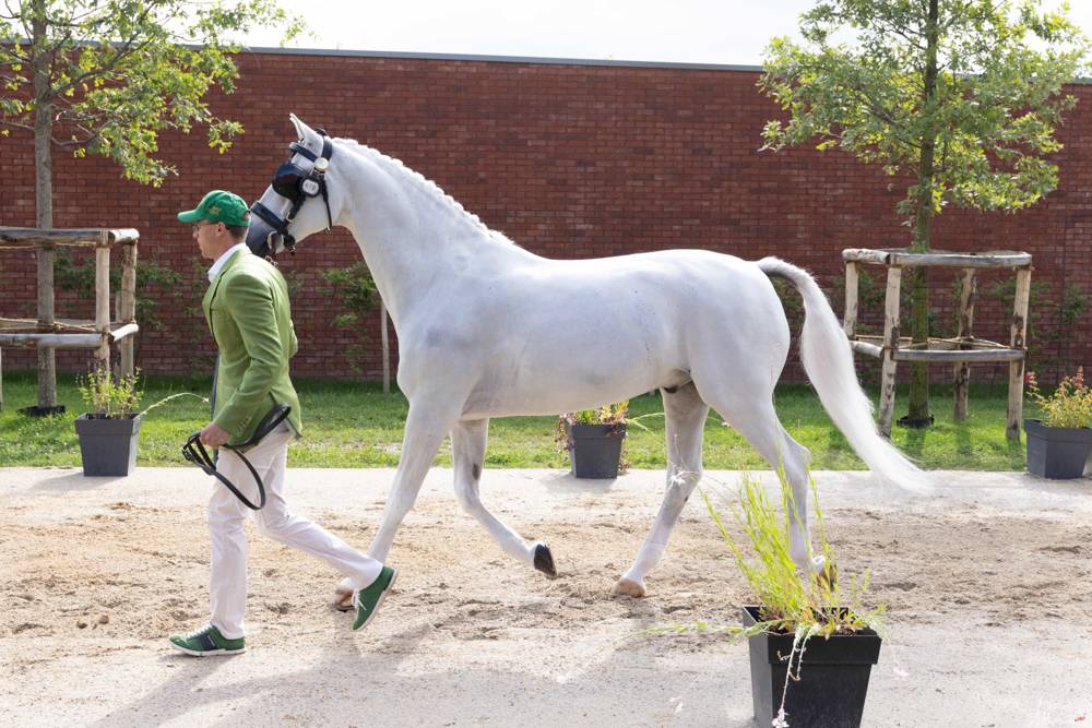 Haras du Pin 2023: Horse Inspection