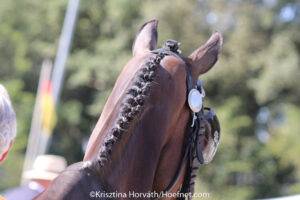 Wijziging registratie importmelding paarden per 1 januari 2024