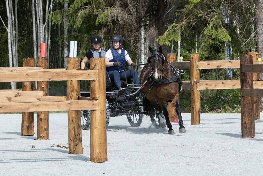 Dutch Harness Horses to be featured in Valkenswaard - DVI - Driving  Valkenswaard International