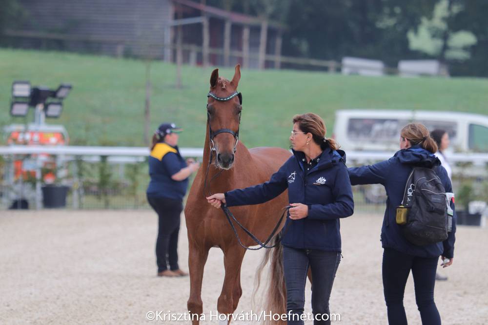 WCH Haras du Pin 2023: Horse Inspection