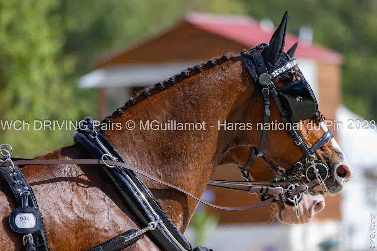 WCH Haras du Pin 2023: Dressage Thursday