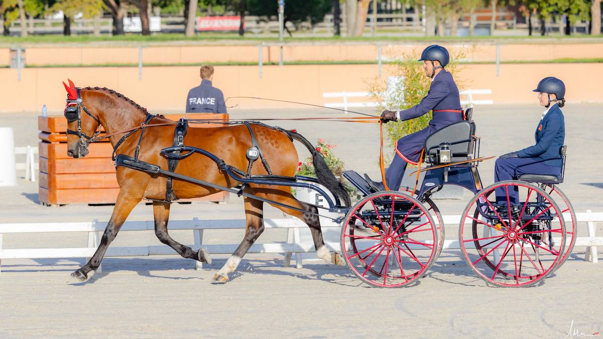 WCH Young Horses Lamotte Beuvron: Thursday