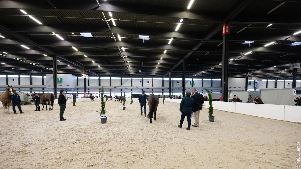 FEI World Cup Final Bordeaux 2024: Horse Inspection