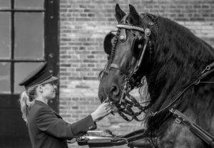 Vacature (Leerling-) Koetsier Koninklijk Staldepartement