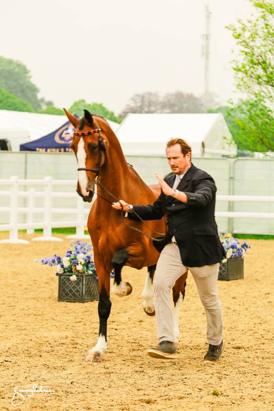Royal Windsor Horse Show 2024: Horse Inspection