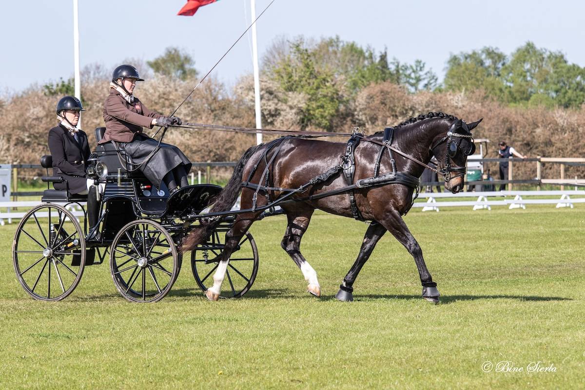 Morkov – Raevebjerg 2024: Dressage Friday