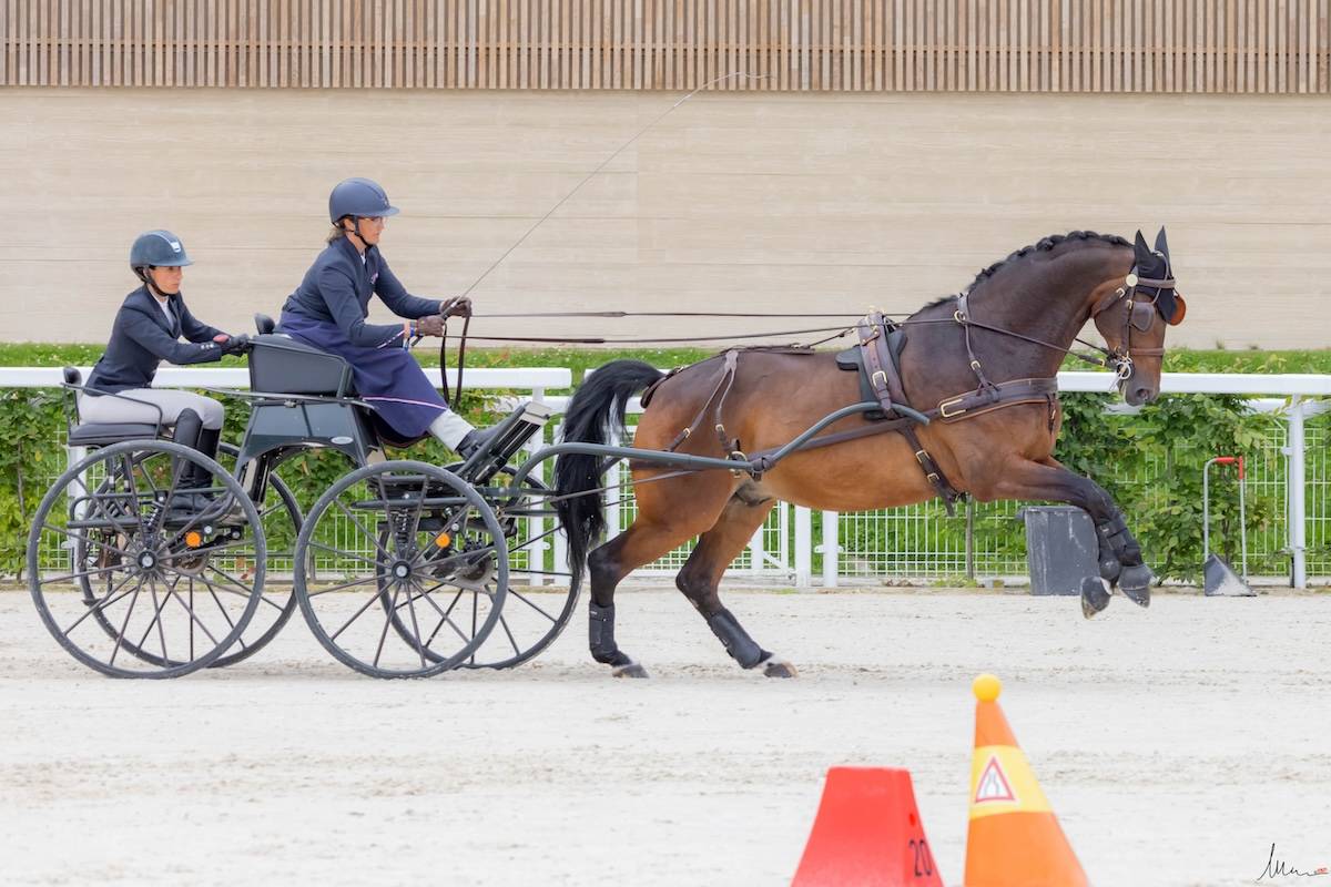 Le Pin au Haras 2024: Cones + Prize Giving