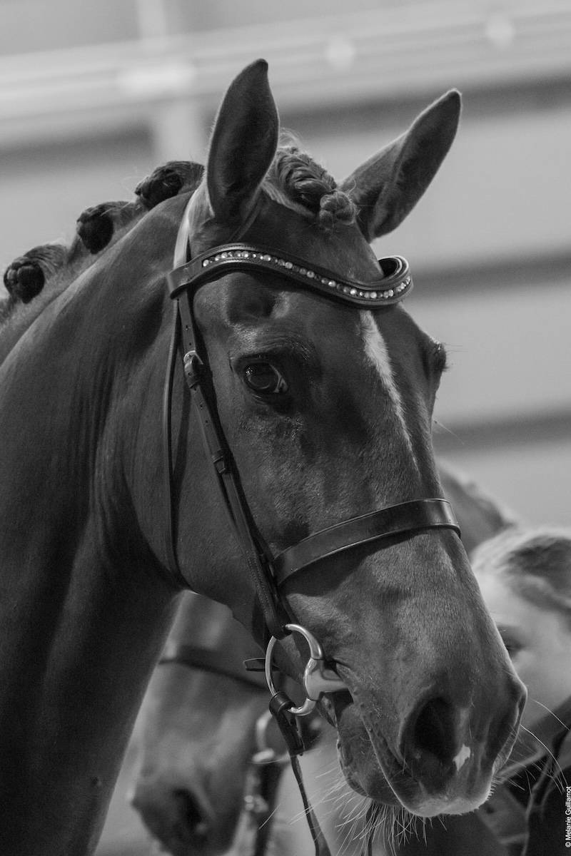 Kronenberg 2025: Horse Inspection