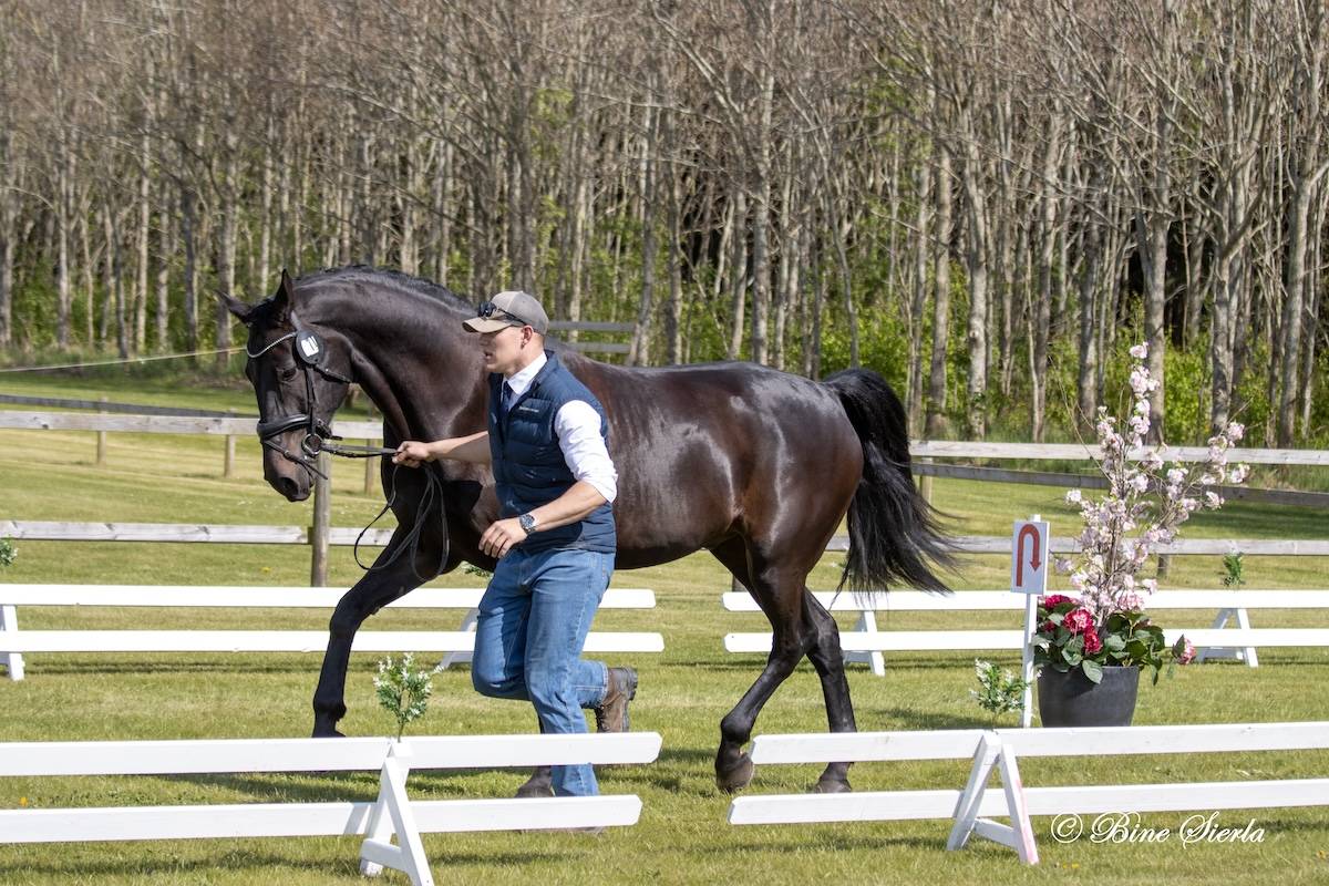Morkov Raevebjerg 2025: Horse Inspection