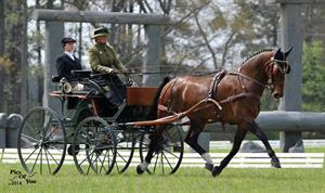 Berndl Maintains Overall Lead in USEF National Single Horse Driving Championship, as Stafford Wins Marathon